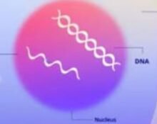 The European Medicines Agency has allowed marketing authorisation for the Covid-19 variant vaccine made by Pfizer and BioNTech SE for children aged six months and older, according to a joint statement.