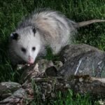 The SARS-CoV-2 virus was detected in six backyard species in the southeastern US state of Virginia with unique viral mutations with lineages closely matching variants circulating in humans, according to a study.