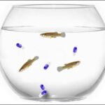 Anti-depressant fluoxetine or Prozac from human residues of urine and faeces have been detected in fish in fresh waters of Australia, a pollutant that altered the aquatic vertebrate animal's body condition and reproduction, according to a joint study by Australian and Italian biologists.