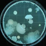 The World Health Organization has come out with its first-ever guidelines for the manufacturing of antibiotics in a bid to stop environmental emissions and the emergence of new drug-resistant bacteria.