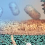 India suspects a young male to be infected with mpox after he travelled to a country currently in the grip of the disease, according to a government statement.
