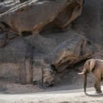 The Namibian government’s move to cull 83 elephants to feed its population to support its “drought relief” plan has invited the ire of conservationists