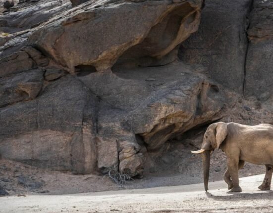 The Namibian government’s move to cull 83 elephants to feed its population to support its “drought relief” plan has invited the ire of conservationists