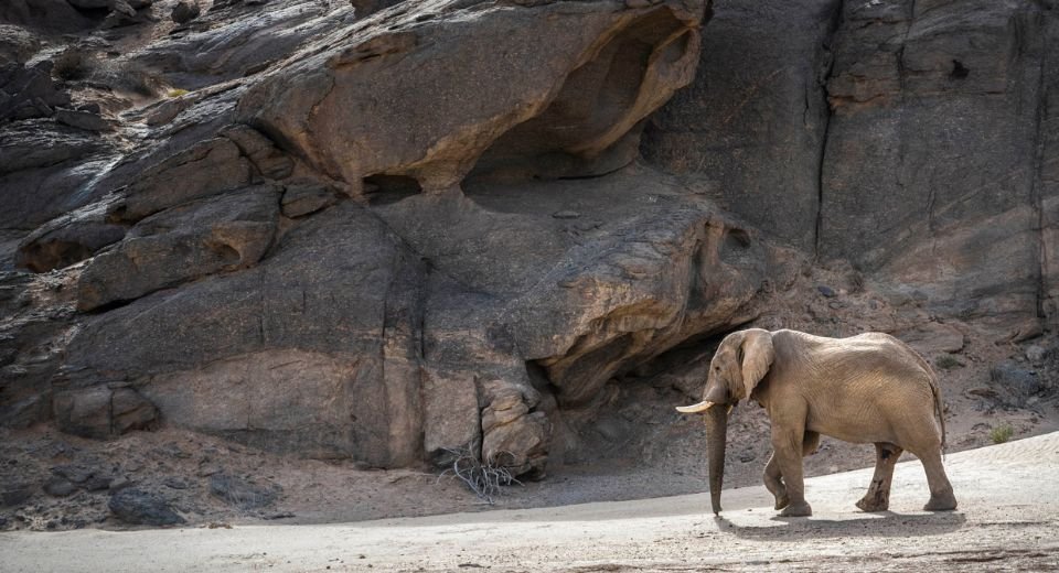 The Namibian government’s move to cull 83 elephants to feed its population to support its “drought relief” plan has invited the ire of conservationists