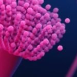 The US-based Biomedical Advanced Research and Development Authority will help Switzerland’s Basilea Pharmaceutica Ltd., to develop antifungals and antibacterials with an initial funding of $29 million.