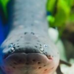 Cambridge University researchers, taking inspiration from electric eels, have developed stretchable ‘jelly batteries’ that could be used to deliver drugs or treat conditions such as epilepsy.