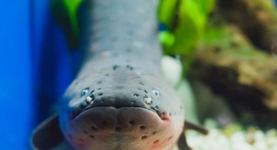 Cambridge University researchers, taking inspiration from electric eels, have developed stretchable ‘jelly batteries’ that could be used to deliver drugs or treat conditions such as epilepsy.