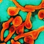 Eight people have died in Rwanda due to Marburg virus disease and 26 others were confirmed to be infected by the illness — the first such in the eastern-central African nation.