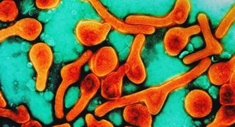 Eight people have died in Rwanda due to Marburg virus disease and 26 others were confirmed to be infected by the illness — the first such in the eastern-central African nation.