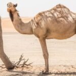 The WHO has been notified of a human case of Middle East Respiratory coronavirus (MERS-CoV) in the Kingdom of Saudi Arabia.
