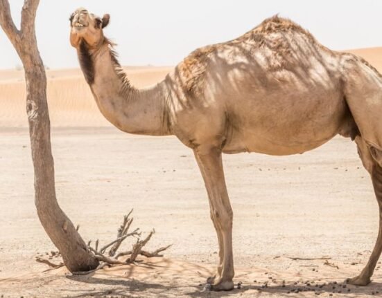 The WHO has been notified of a human case of Middle East Respiratory coronavirus (MERS-CoV) in the Kingdom of Saudi Arabia.