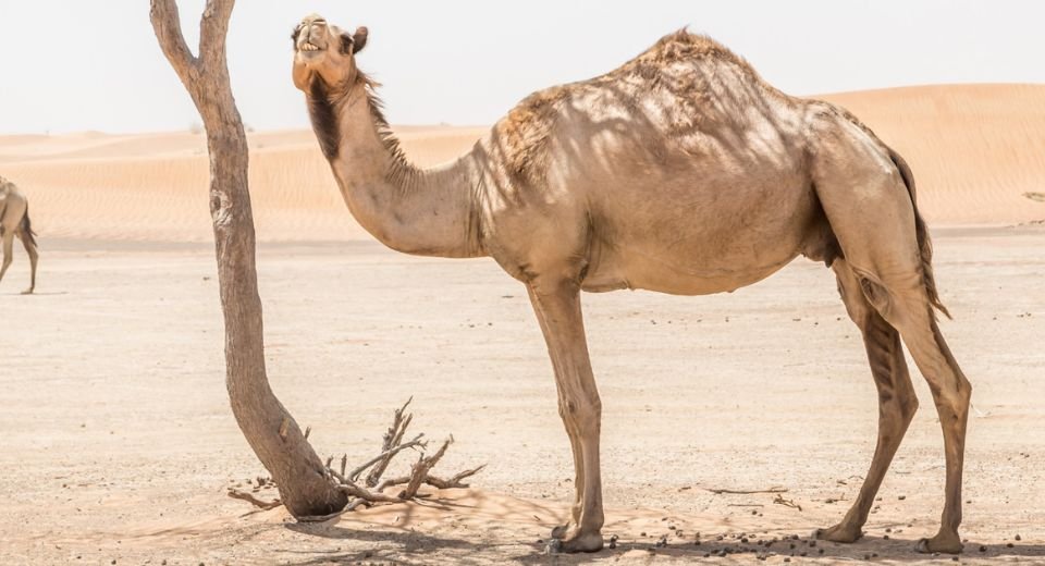 The WHO has been notified of a human case of Middle East Respiratory coronavirus (MERS-CoV) in the Kingdom of Saudi Arabia.