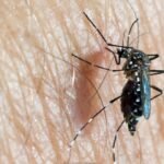 Dengue cases in the Americas Region exceeded the number of cases historically reported in a year, as compared to all previously recorded years, according to the Pan American Health Organization.