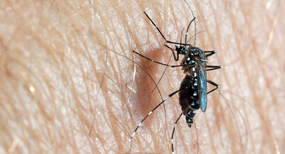 Dengue cases in the Americas Region exceeded the number of cases historically reported in a year, as compared to all previously recorded years, according to the Pan American Health Organization.