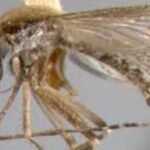 Egypt gets WHO certification for being a malaria-free country