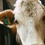 The US state of California has confirmed two human cases of bird flu, bringing the total number of cases in the current year to 16, government data showed.