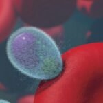 Malaria killed 1,157 people in Ethiopia during the first ten months of this year, and 7.3 million cases were reported in the landlocked East African nation — the highest number of annual cases recorded in the last seven years, according to the World Health Organization.