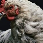 US farm workers exposed to bird flu who do not show symptoms and do not wear personal protection equipment should be tested for the virus, according to the nation’s national public health agency.