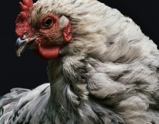 US farm workers exposed to bird flu who do not show symptoms and do not wear personal protection equipment should be tested for the virus, according to the nation’s national public health agency.