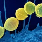 Cepheid Inc., a US molecular diagnostics company and a wholly-owned arm of Danaher Corporation has been granted WHO prequalification for its diagnostic tests for tuberculosis.