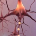 US adults who will develop dementia every year will rise to one million in 2060 from 514,000 in 2020, according to a study published in Nature Medicine.