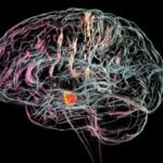 Researchers at Cambridge are developing implants that could help repair damaged brain cells and treat diseases like Parkinson’s.
