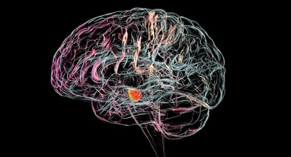 Researchers at Cambridge are developing implants that could help repair damaged brain cells and treat diseases like Parkinson’s.