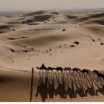 Camel caravan in the Sahara desert