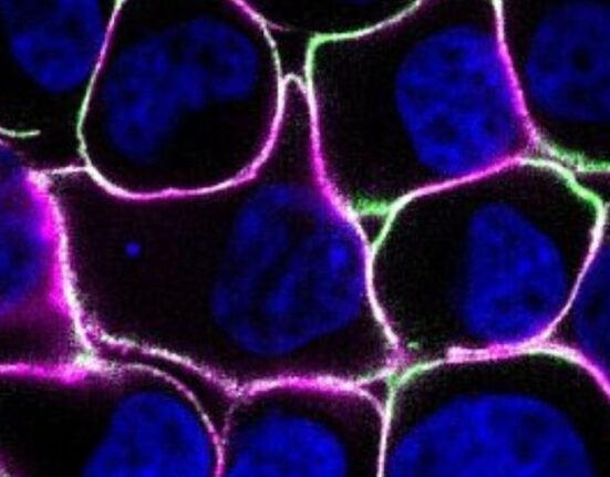 US scientists have blocked a protein that kills a variety of cancer cells in an experiment on mice, pointing to a new potential target for cancer treatment, according to the National Institutes of Health.