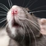 Using artificial intelligence Stanford researchers have developed a “digital twin” of a part of a mouse brain that processes visual information.