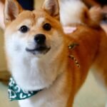Dogs need careful breeding for improved health