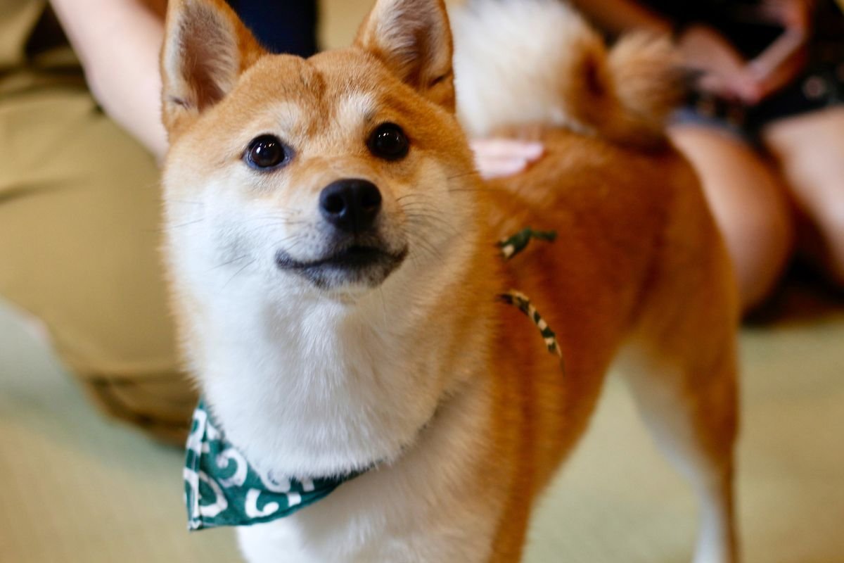 Dogs need careful breeding for improved health
