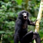 Bonobos, often called pygmy chimpanzees, use the human equivalent of word compounds and phrasings, allowing Harvard researchers to assemble a “dictionary” on animal communication.