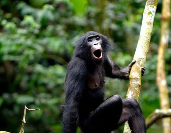 Bonobos, often called pygmy chimpanzees, use the human equivalent of word compounds and phrasings, allowing Harvard researchers to assemble a “dictionary” on animal communication.