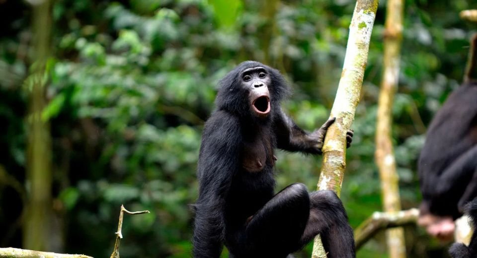 Bonobos, often called pygmy chimpanzees, use the human equivalent of word compounds and phrasings, allowing Harvard researchers to assemble a “dictionary” on animal communication.