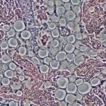 Mice treated with a special protein called Klotho for a year showed marked improvements in longevity and physical health, opening up potential therapies for humans.