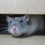 Rats living in urban areas spread a deadly disease called Leptospirosis as they migrate within the cities, according to Tufts University researchers, who also discovered a method to test the kidneys of the mammals.