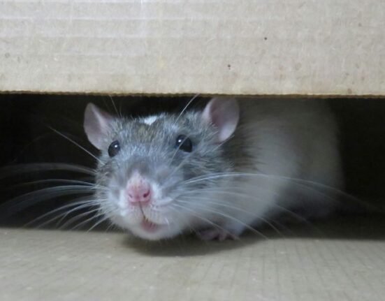 Rats living in urban areas spread a deadly disease called Leptospirosis as they migrate within the cities, according to Tufts University researchers, who also discovered a method to test the kidneys of the mammals.