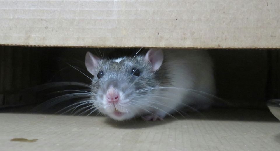 Rats living in urban areas spread a deadly disease called Leptospirosis as they migrate within the cities, according to Tufts University researchers, who also discovered a method to test the kidneys of the mammals.