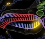 The Global Virus Network warned of an avian influenza currently circulating in the US, spreading to humans and urged enhanced surveillance, biosecurity measures and preparations for a potential human-to-human transmission.