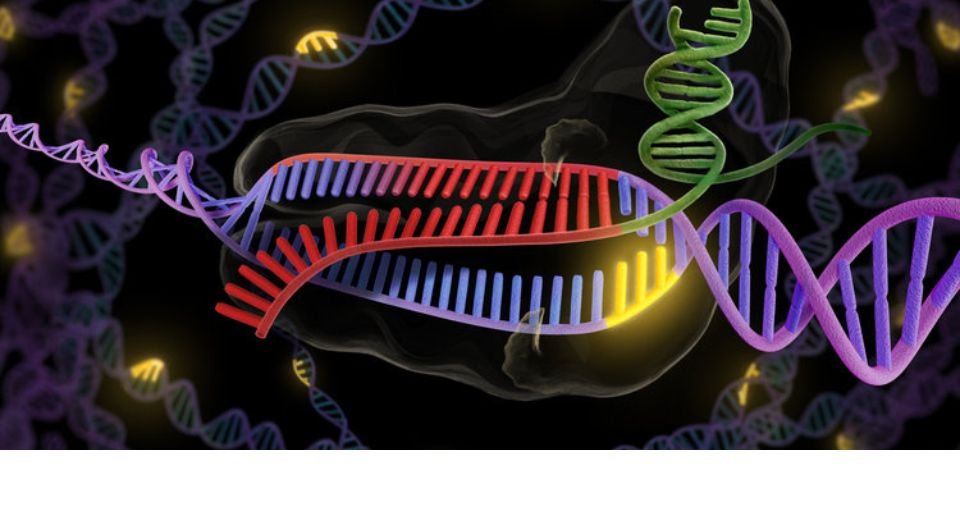 The Global Virus Network warned of an avian influenza currently circulating in the US, spreading to humans and urged enhanced surveillance, biosecurity measures and preparations for a potential human-to-human transmission.