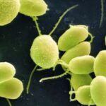 Scientists are embarking on a journey to build a plant that yields nutritious food, survives heatwaves and leaves that grow useful materials.