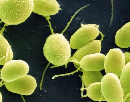 Scientists are embarking on a journey to build a plant that yields nutritious food, survives heatwaves and leaves that grow useful materials.