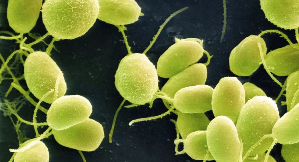 Scientists are embarking on a journey to build a plant that yields nutritious food, survives heatwaves and leaves that grow useful materials.