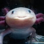 US-based researchers at Northeastern University are trying to unravel how axolotls, a small salamander, a smooth-skinned amphibian that often lives in watery or damp places, regrow entire limbs and even organs, and may hold the secret to replicating it in humans.