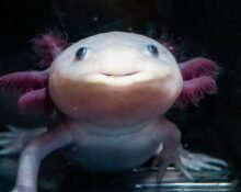 US-based researchers at Northeastern University are trying to unravel how axolotls, a small salamander, a smooth-skinned amphibian that often lives in watery or damp places, regrow entire limbs and even organs, and may hold the secret to replicating it in humans.