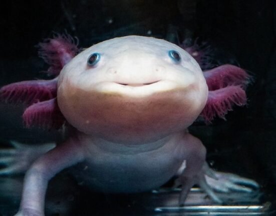 US-based researchers at Northeastern University are trying to unravel how axolotls, a small salamander, a smooth-skinned amphibian that often lives in watery or damp places, regrow entire limbs and even organs, and may hold the secret to replicating it in humans.