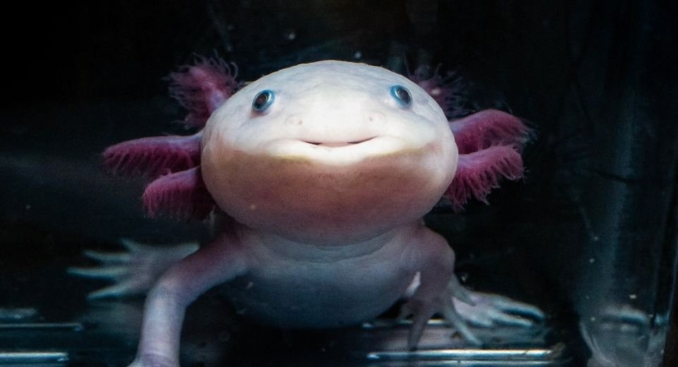 US-based researchers at Northeastern University are trying to unravel how axolotls, a small salamander, a smooth-skinned amphibian that often lives in watery or damp places, regrow entire limbs and even organs, and may hold the secret to replicating it in humans.