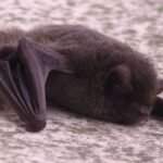 A virus belonging to the bat family, and closely related to the deadly Middle East respiratory syndrome coronavirus (MERS-CoV), may be a small mutation away from spilling over to humans and causing a pandemic.