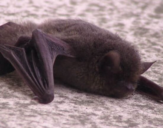 A virus belonging to the bat family, and closely related to the deadly Middle East respiratory syndrome coronavirus (MERS-CoV), may be a small mutation away from spilling over to humans and causing a pandemic.